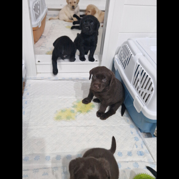 Labrador Retriever - Both