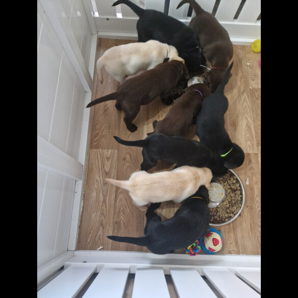 Labrador Retriever - Both