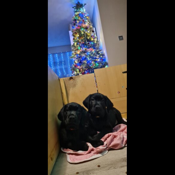 Labrador Retriever - Both