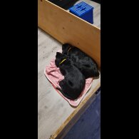 Labrador Retriever - Both