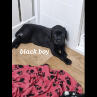 Labrador Retriever - Both