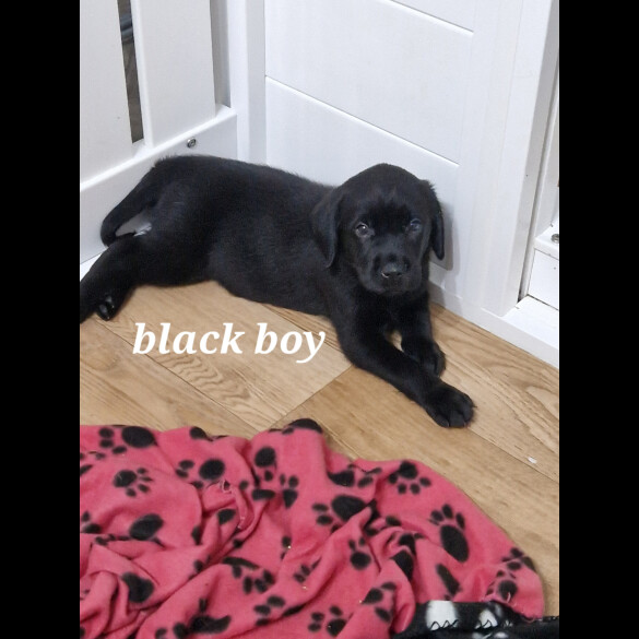 Labrador Retriever - Both