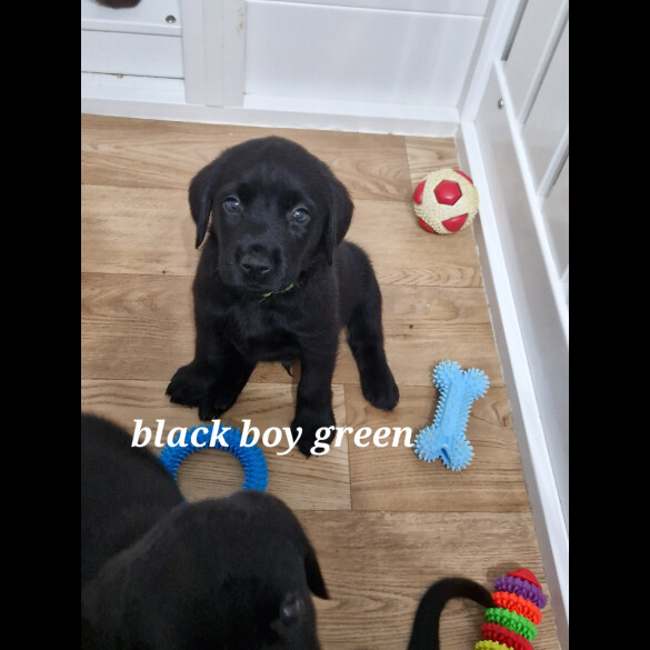 Labrador Retriever - Both