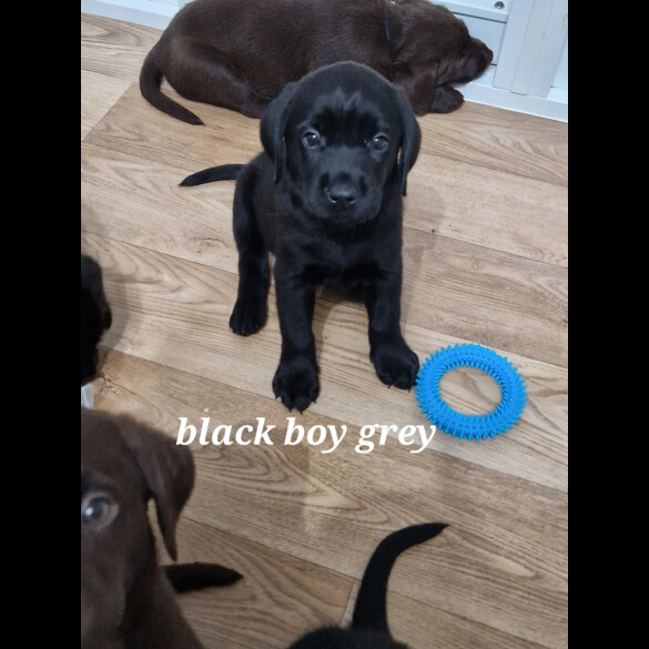 Labrador Retriever - Both