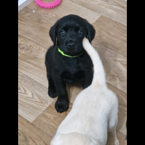 Labrador Retriever - Both