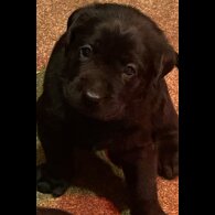 Labrador Retriever - Bitches