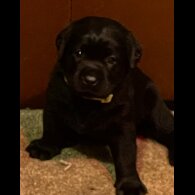 Labrador Retriever - Bitches