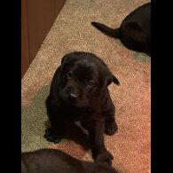 Labrador Retriever - Bitches