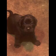 Labrador Retriever - Bitches
