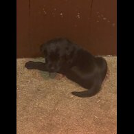 Labrador Retriever - Bitches