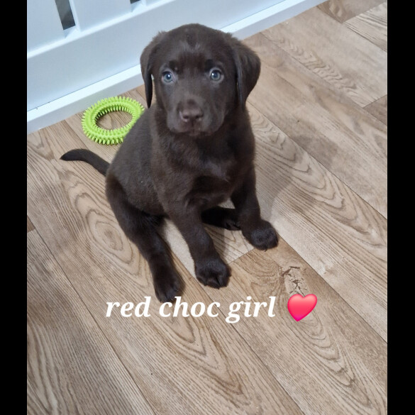 Labrador Retriever - Both