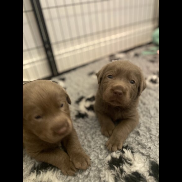 Labrador Retriever - Both