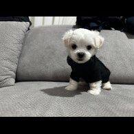 Maltese - Both