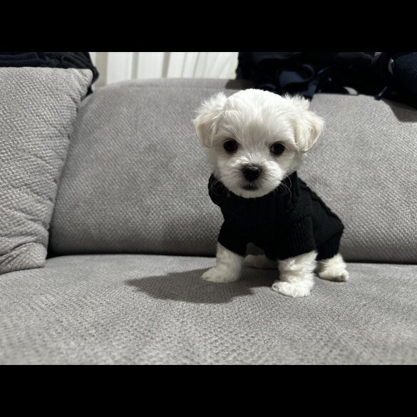 Maltese - Both