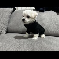 Maltese - Both