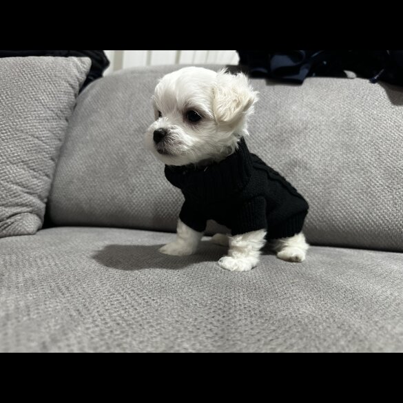 Maltese - Both