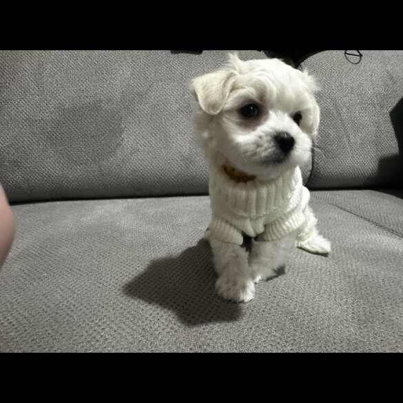 Maltese - Both