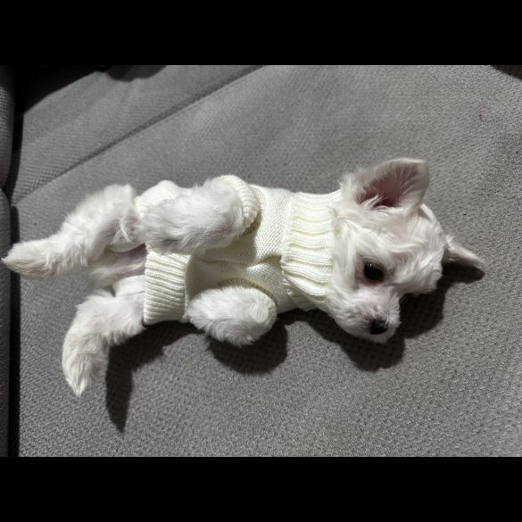 Maltese - Both