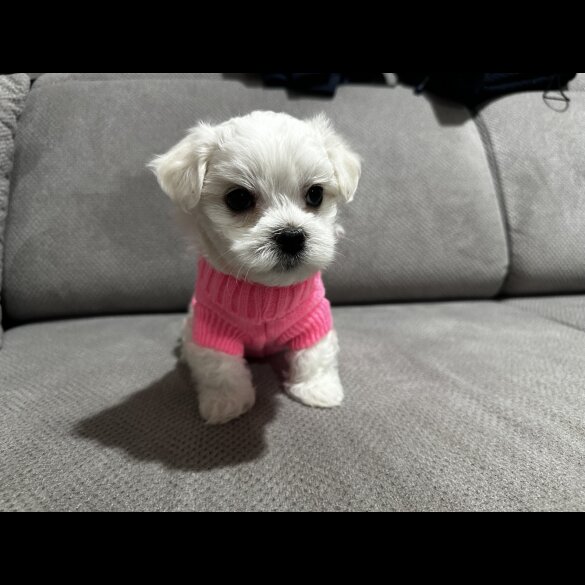 Maltese - Both