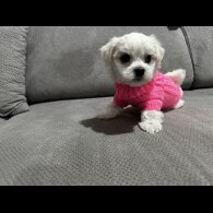 Maltese - Both