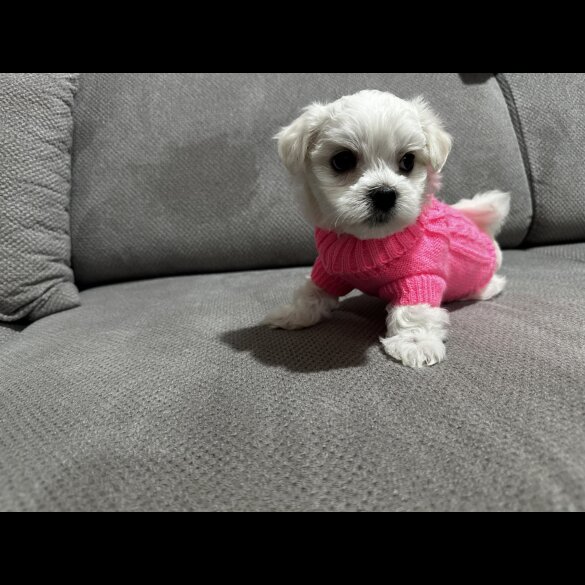 Maltese - Both