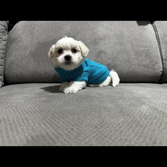 Maltese - Both