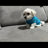 Maltese - Both