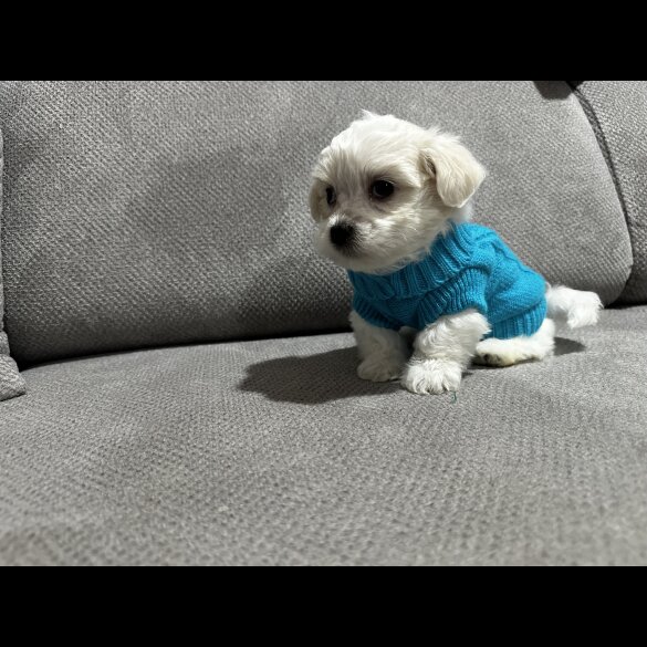 Maltese - Both