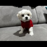 Maltese - Both
