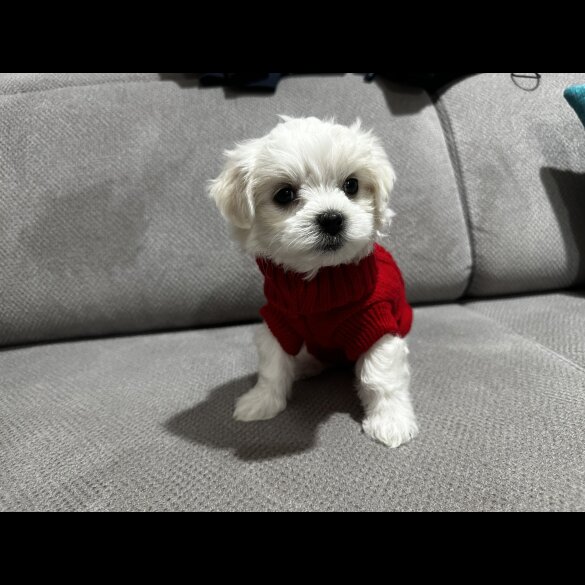 Maltese - Both
