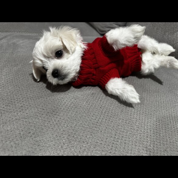 Maltese - Both