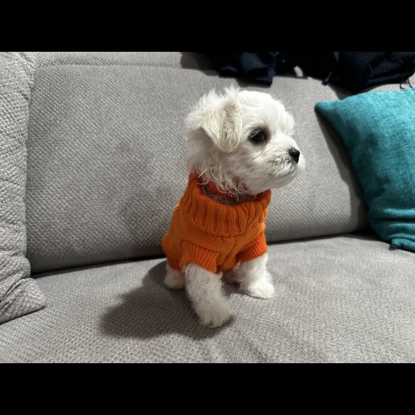 Maltese - Both