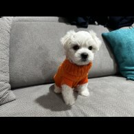 Maltese - Both