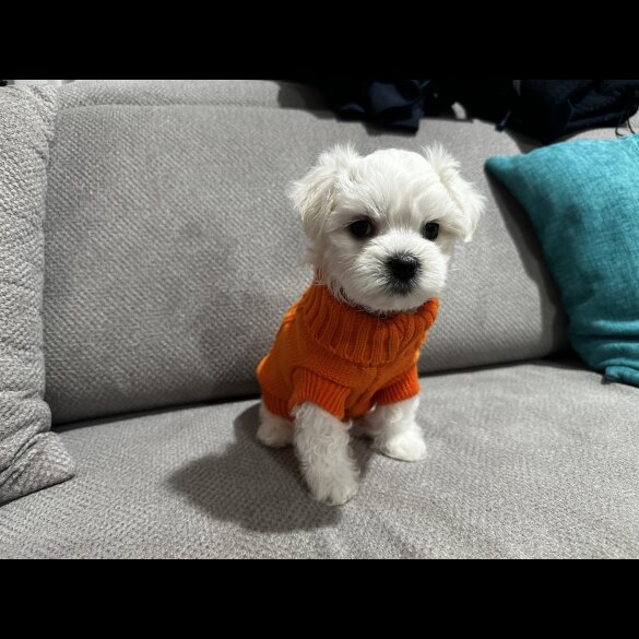 Maltese - Both