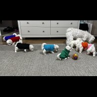 Maltese - Both