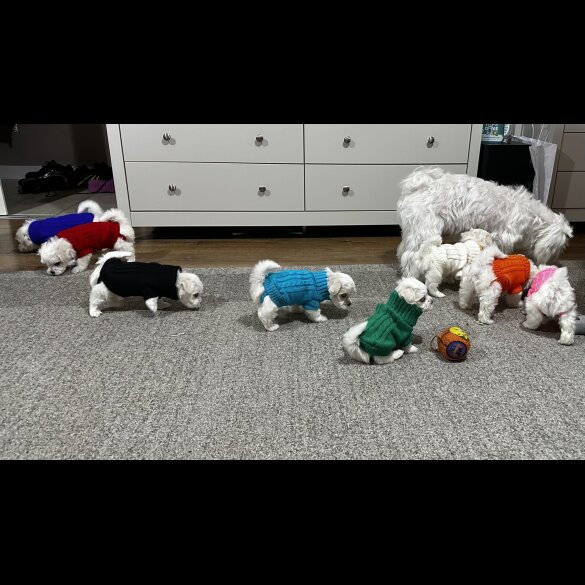 Maltese - Both