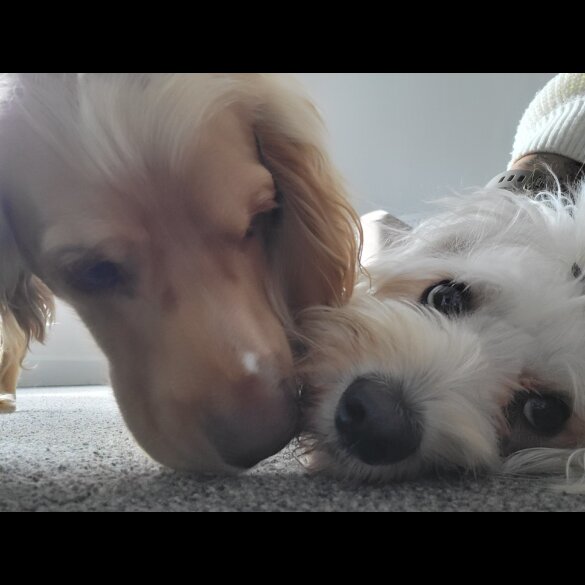 Maltese - Both
