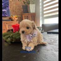 Maltipoo - Both