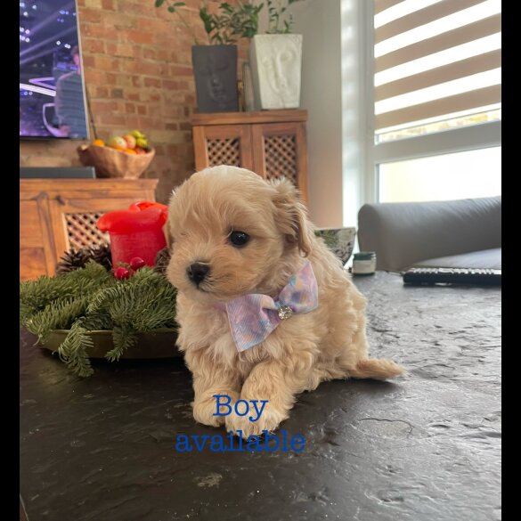 Maltipoo - Both