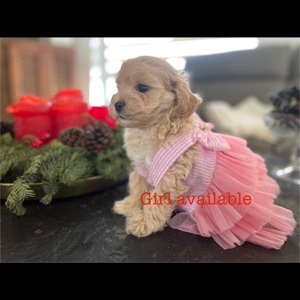 Maltipoo - Both
