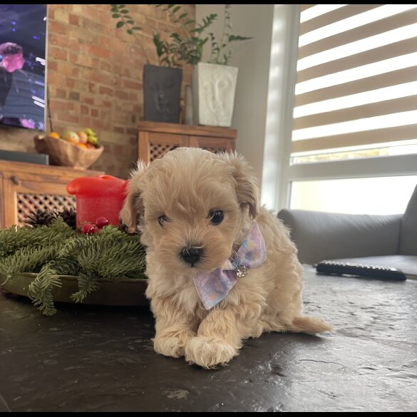Maltipoo - Both