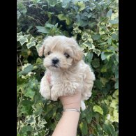 Maltipoo - Both