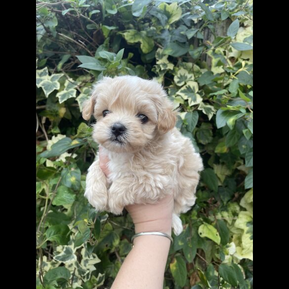 Maltipoo - Both