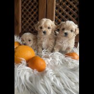 Maltipoo - Both