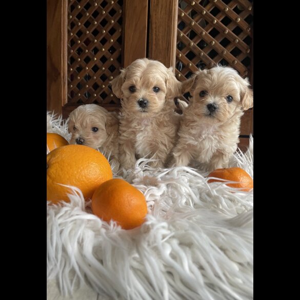 Maltipoo - Both