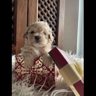 Maltipoo - Both