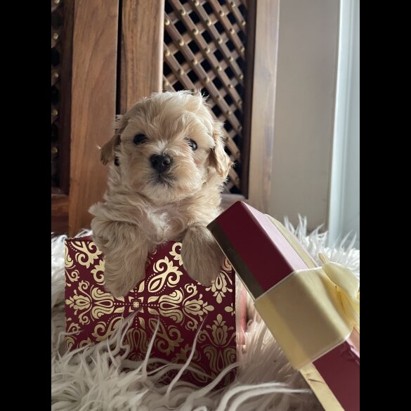 Maltipoo - Both