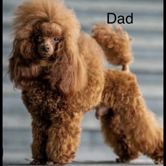 Maltipoo - Both