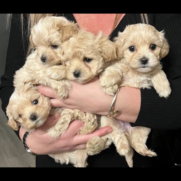 Maltipoo - Both