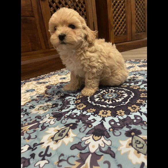 Maltipoo - Both